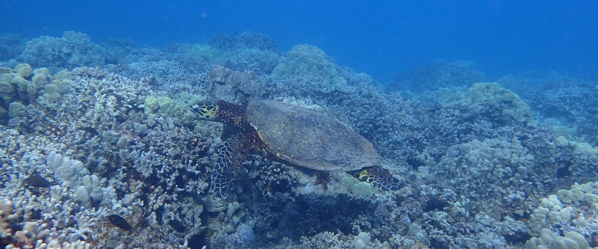 Hawksbill Turtle and Reef
