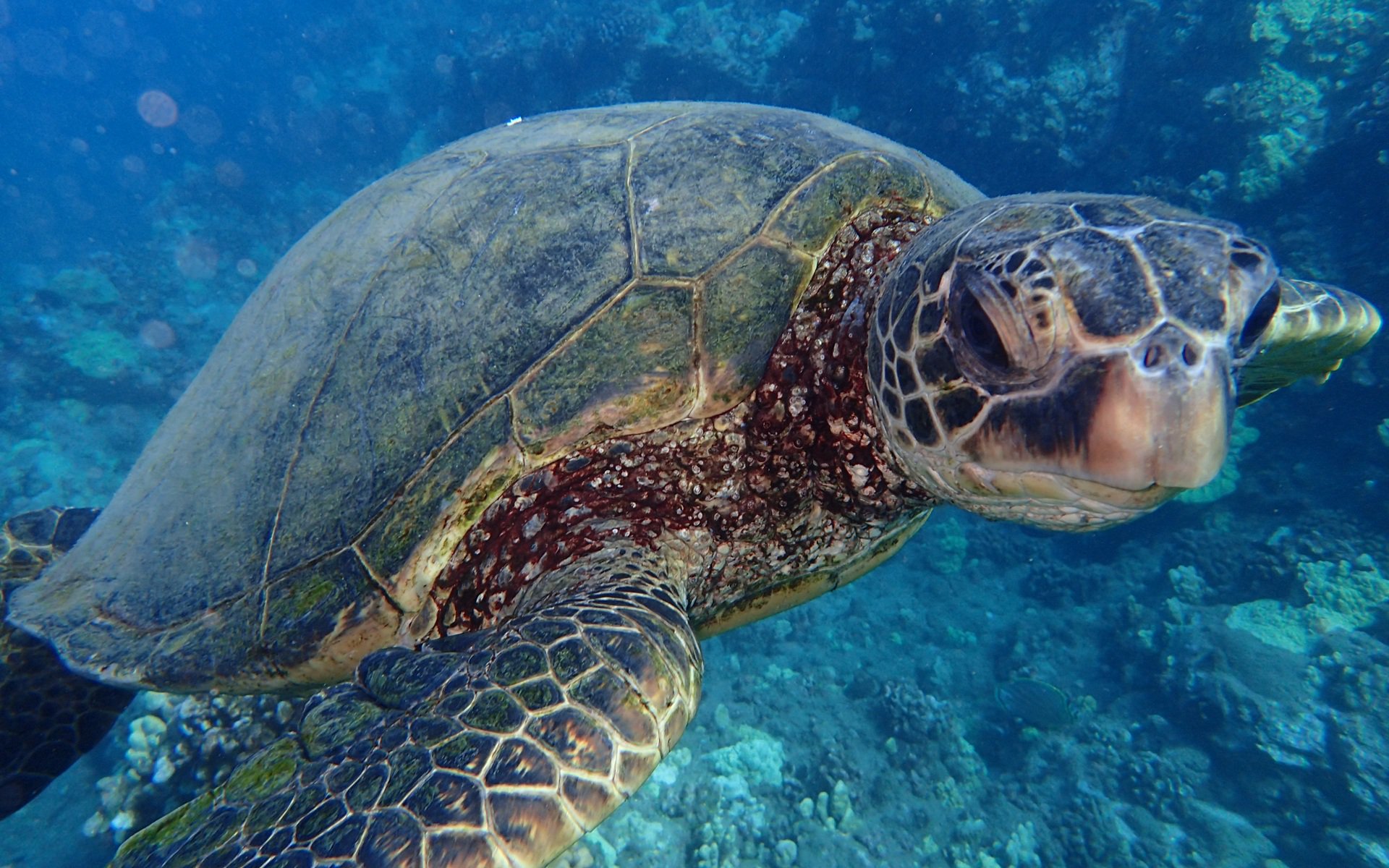 Maui Sea Turtles Hawaiian Green Sea Turtles AKA Honu