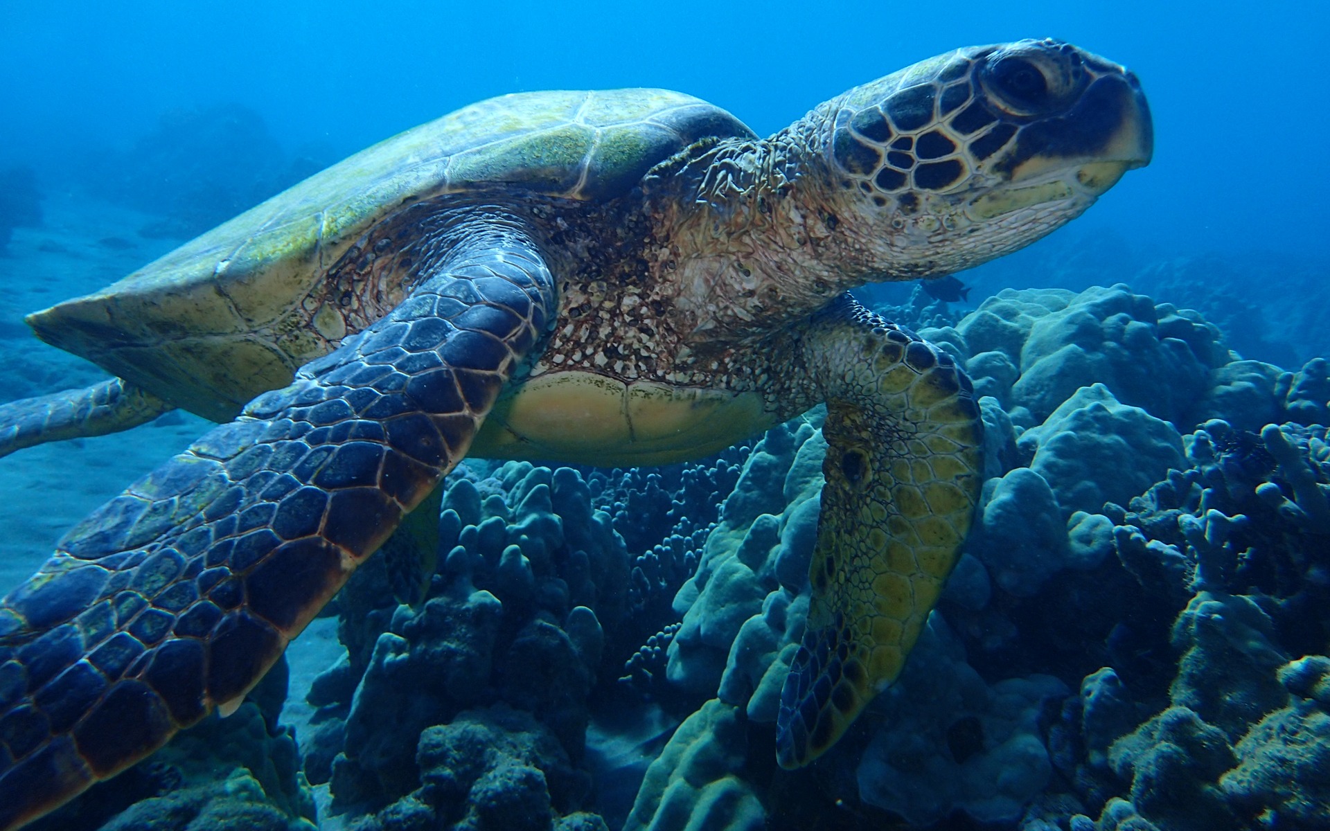 Maui Sea Turtles Hawaiian Green Sea Turtles AKA Honu