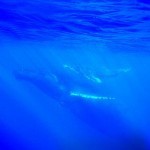 maui-whale-watching-1
