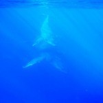 maui-whale-watching-2