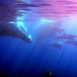 maui-whale-watching-3