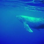 maui-whale-watching-4