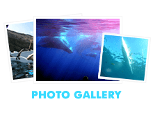 Photos Gallery