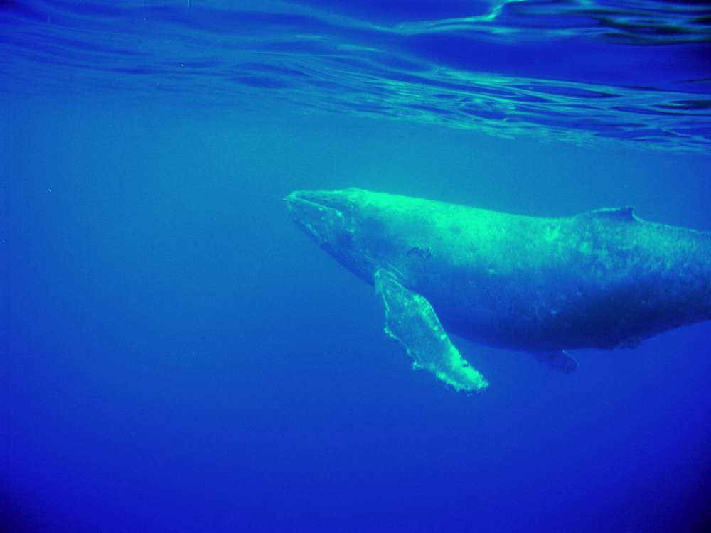 Migaloo Spotted In Hawaii Famous White Humpback Whale