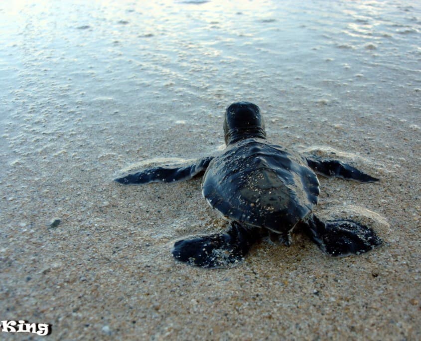 hawksbill hatchling