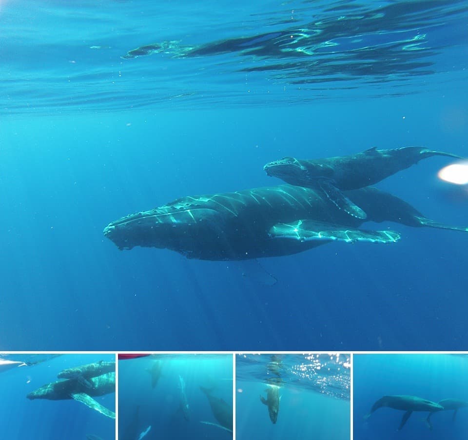 Mother and Baby Whale 