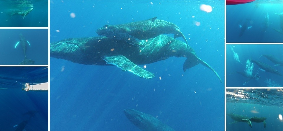 First Humpback Whales Of 2015 Season