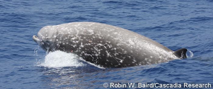 A Cuvier's beaked whale