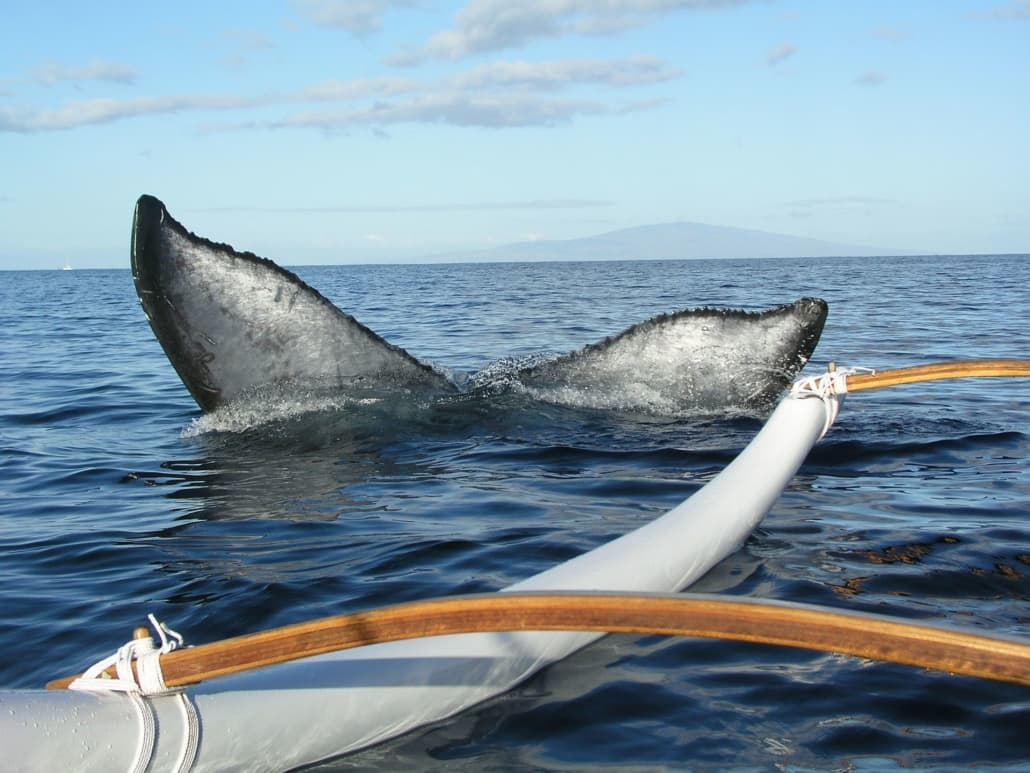 Maui Whale Watching Tours | Kayak Canoe SUP | Hawaiian 