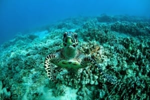 Turtle at Molokini Crater