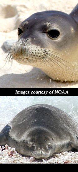 What are Hawaiian Monk Seals