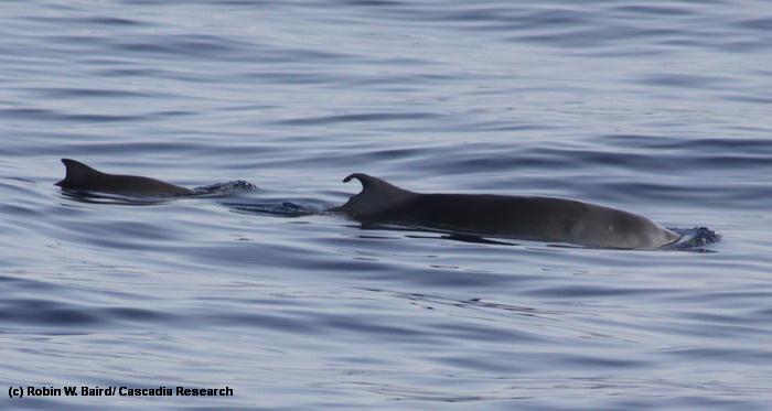 Dwarf-sperm-whale-mother-and-calf