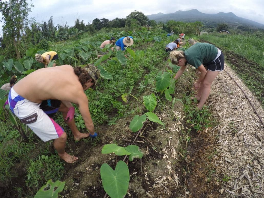 Hawaiian Paddle Sports team volunteering at a community garden in Hana