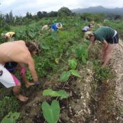 Cultivating traditional plants