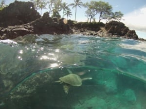 sea turtle Makena Landing