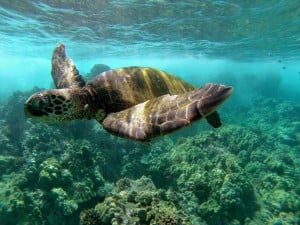 Seeing turtles South Maui