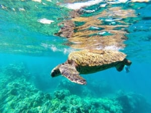 Swimming with turtles Maui