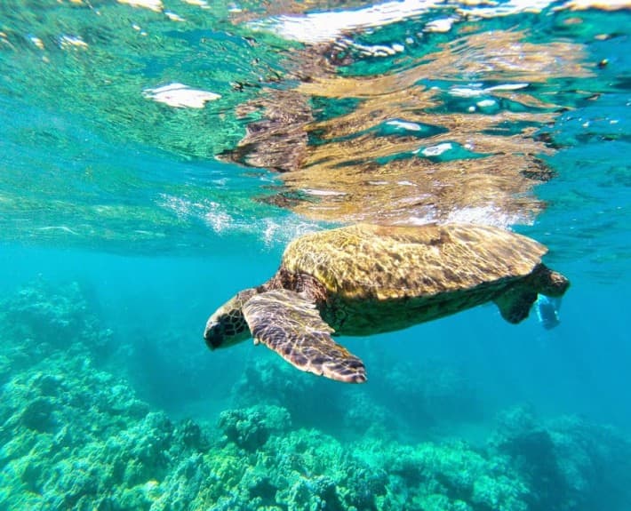 Sea Turtle Tours 