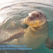 monk seal on kayak tour