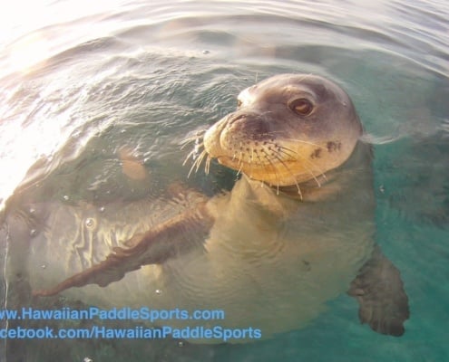 monk seal on kayak tour