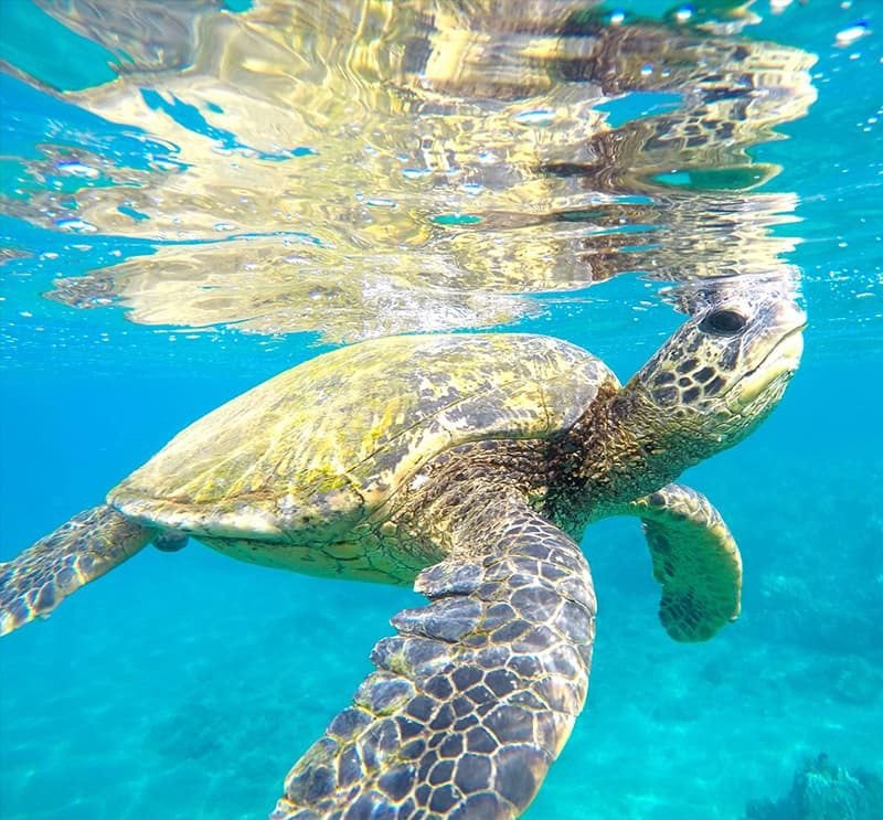 Maui Sea Turtles | Hawaiian Green Sea Turtles AKA Honu