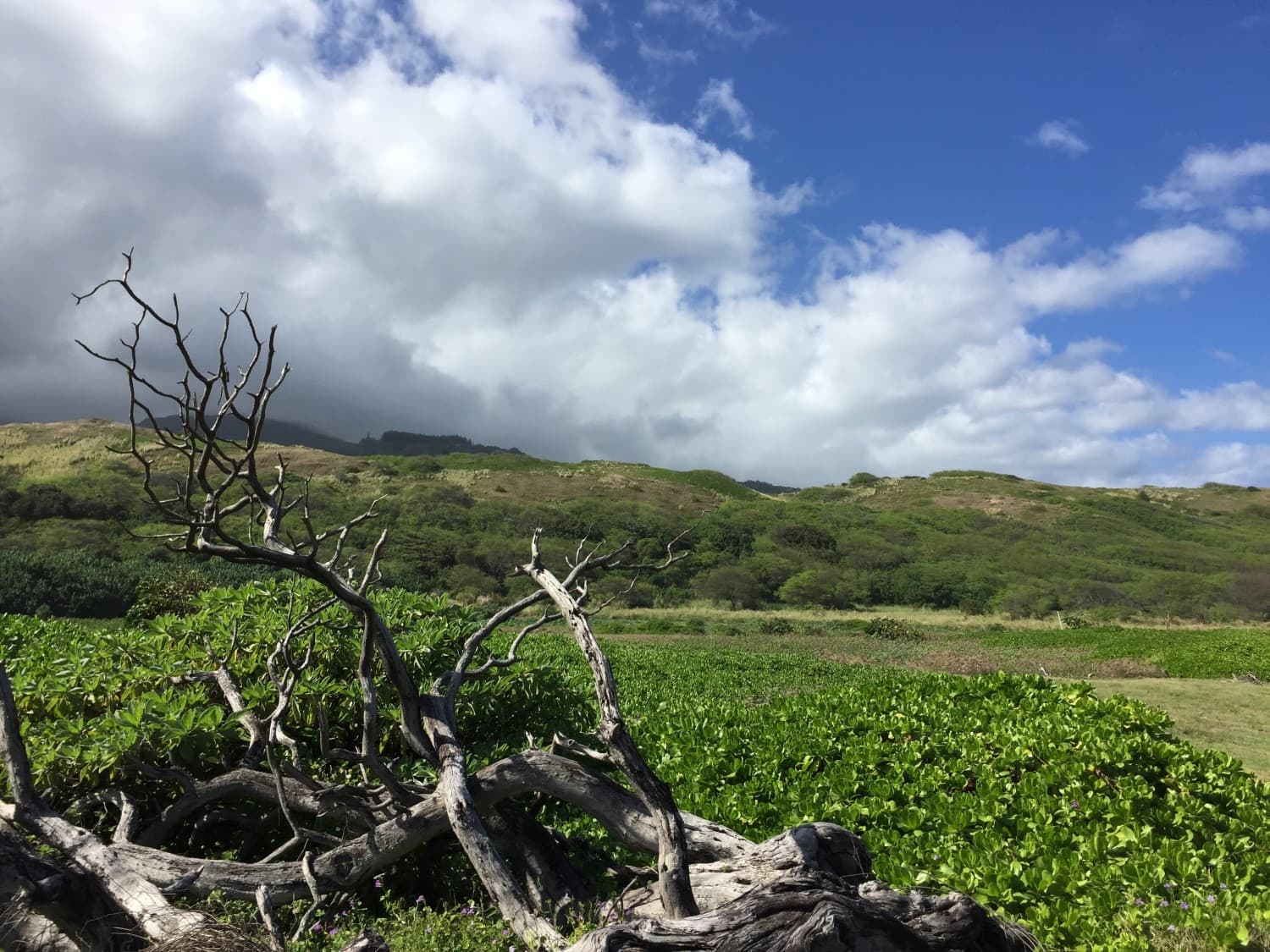 Hawaiian Islands Land Trust | Protecting Hawaii Land for Sustainability