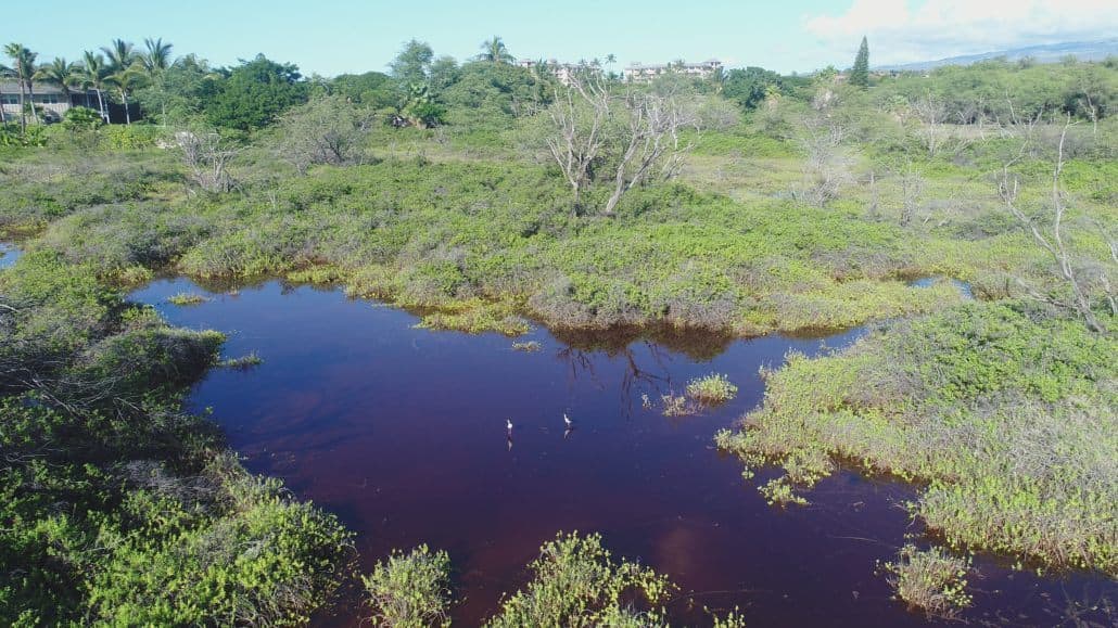 Hawaiian Stilt in Laie Wetlands