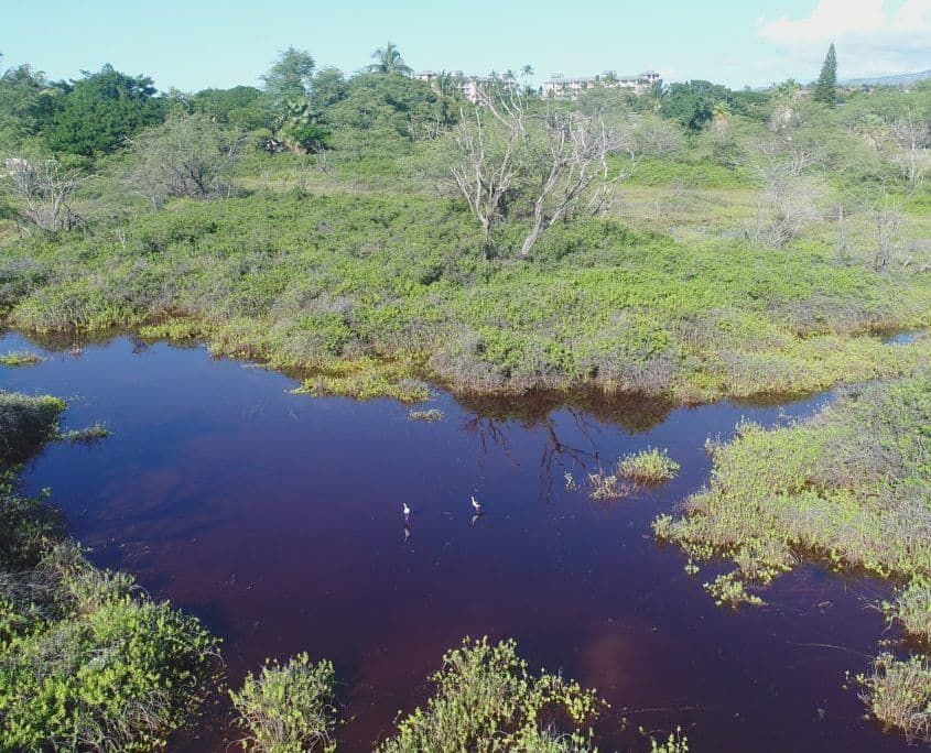 Hawaiian stilts in wetlands