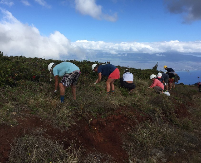 weeding invasive species maui cultural lands