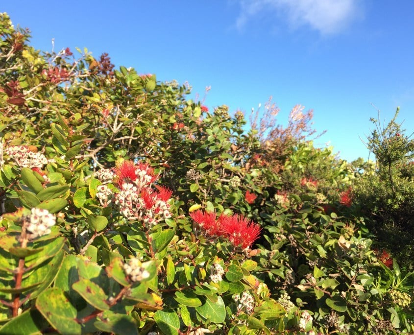 Native ohia lehua tree at Kaheawa