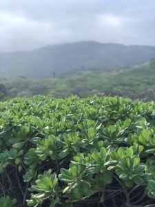 Hawaiian Island Land Trust Native Species