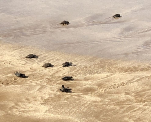 hawksbill hatchlings get hit by first wave