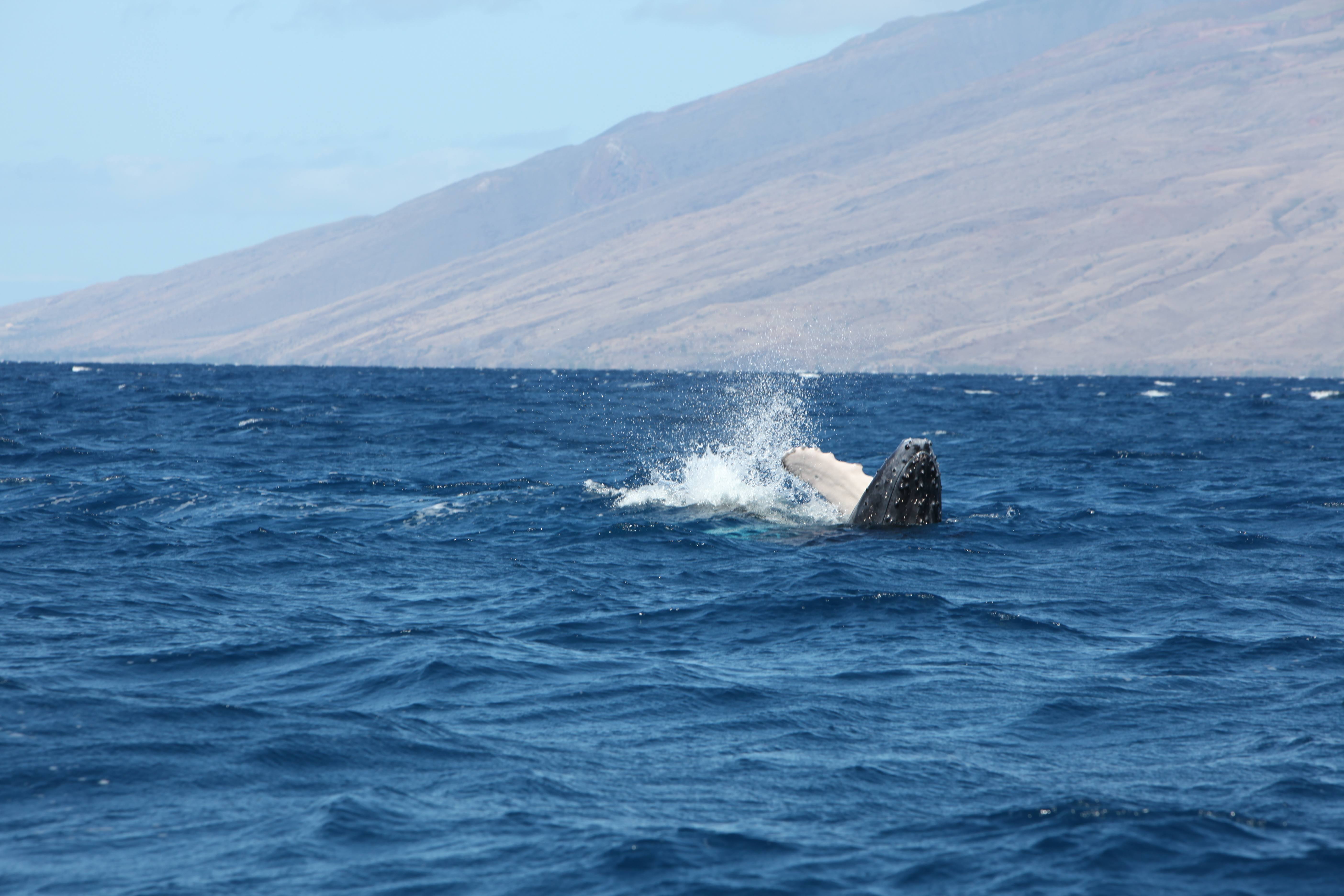 First Humpback Whales of 2015 Season Spotted in Hawaii