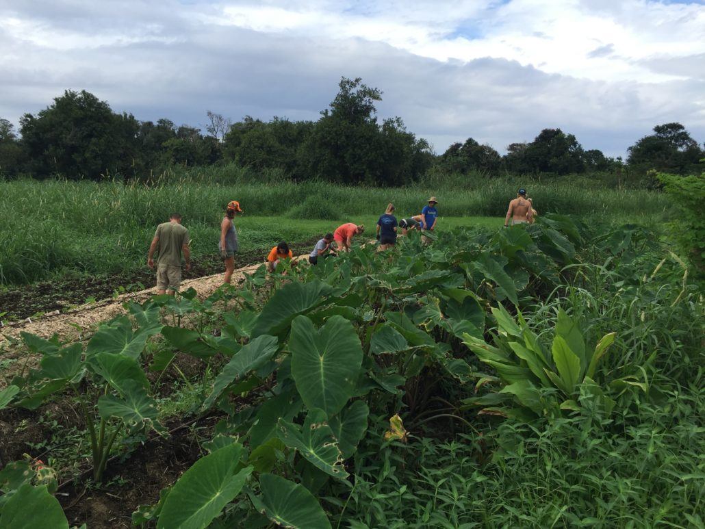 Farming in Hana Hawaii