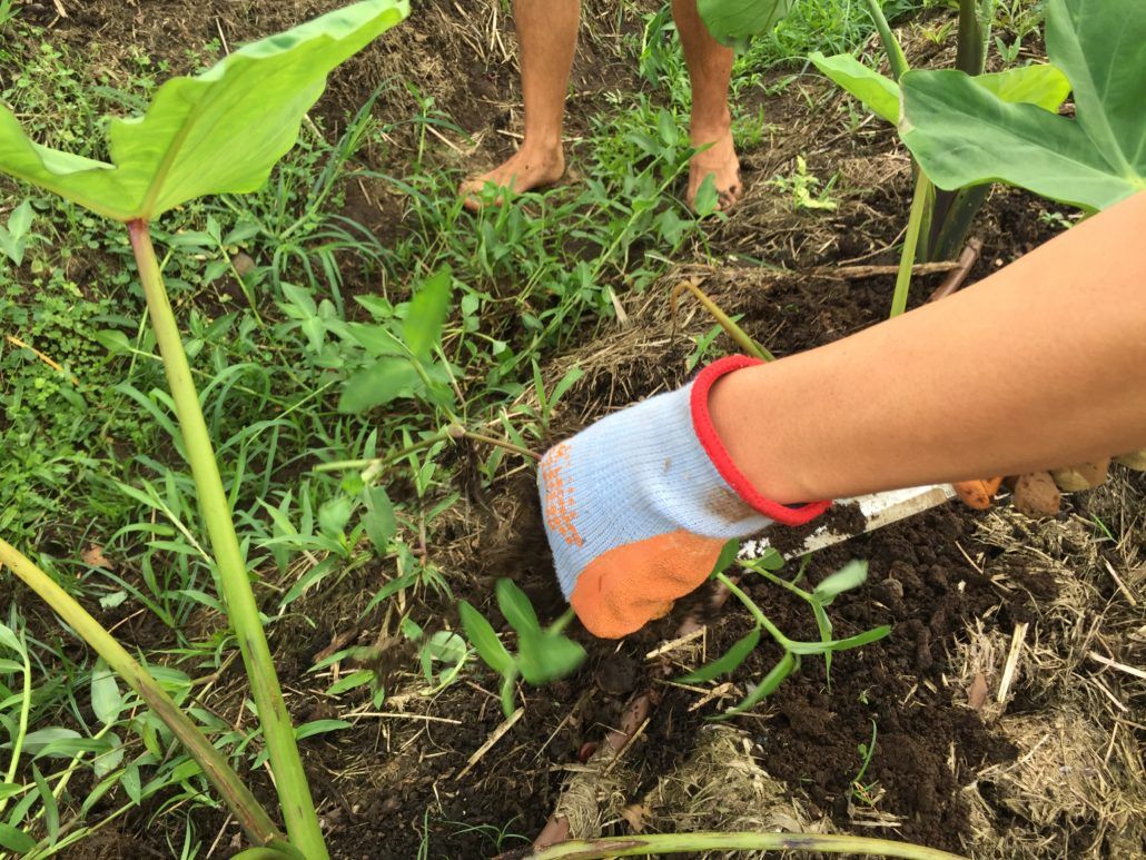 Organic Maui Farm