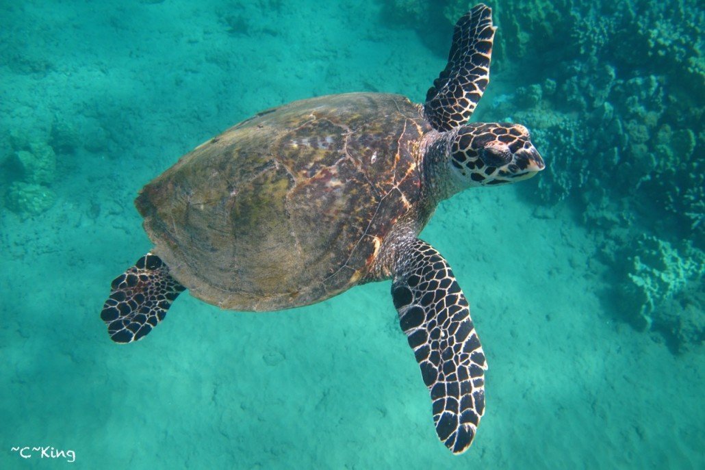 Maui Sea Turtles | Hawaiian Green Sea Turtles AKA Honu