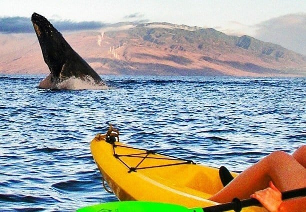 Hawaiian Paddle Supports raised funds for Whale Trust Maui with kayak tours