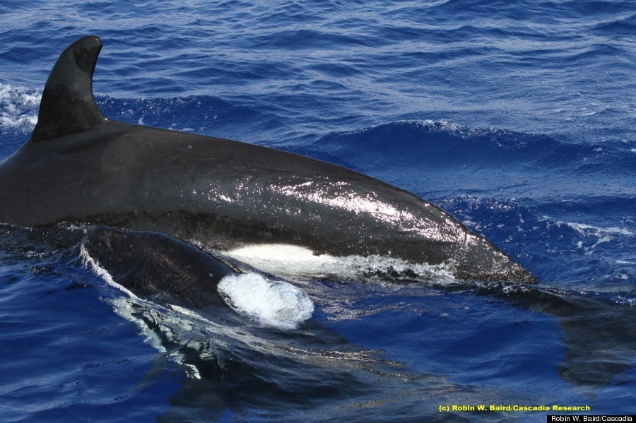 Killer whale in hawaii comes up for air