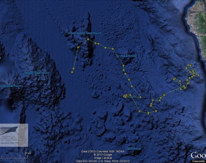 Tracking of Killer Whales in Hawaii