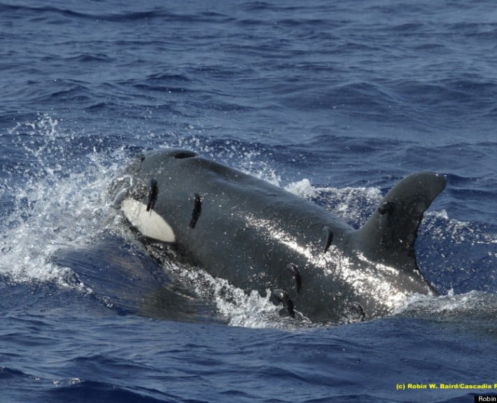 Satellite Tracking device on Killer Whale