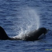 Killer Whale Takes a breath in hawaiian waters. Hawaii