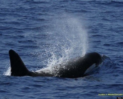 Killer Whale Takes a breath in hawaiian waters. Hawaii