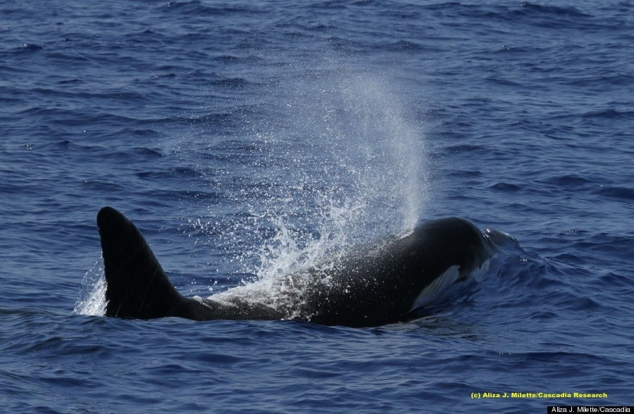 Killer-whale-Blow-hawaii