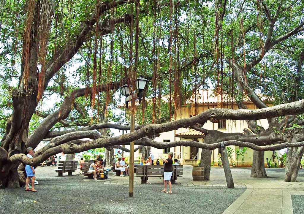 lahaina banyan tree history