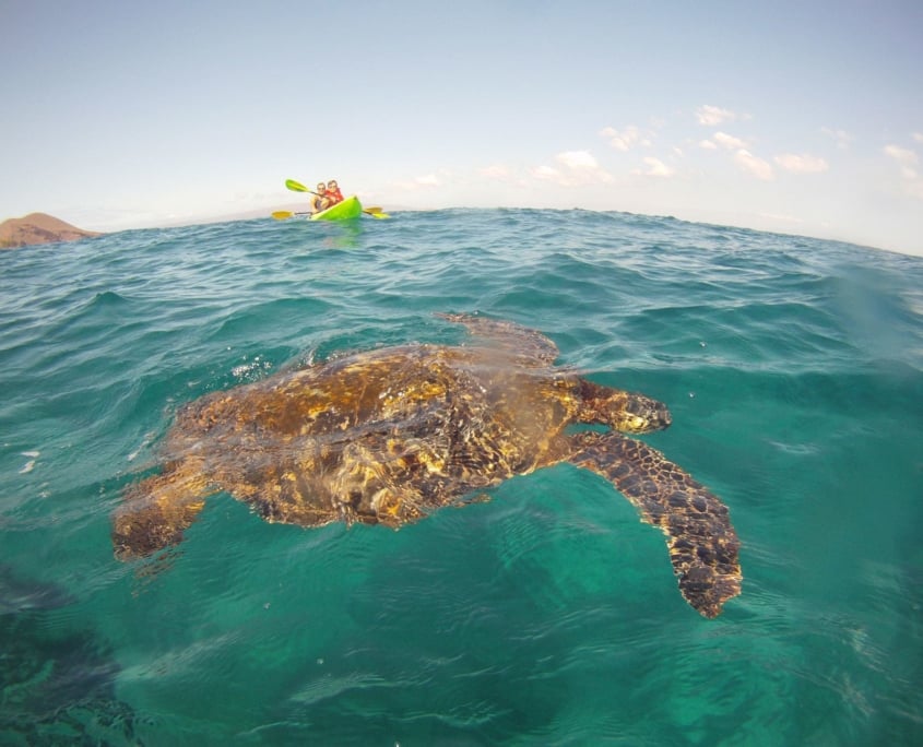 MakenaKayakTurtleforeground