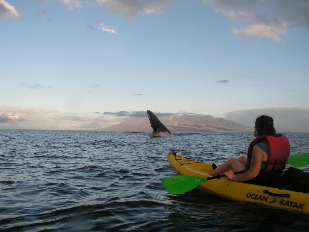 maui whale watching tours kayak canoe sup hawaiian