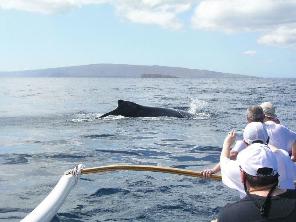 maui whale watching tours kayak canoe sup hawaiian