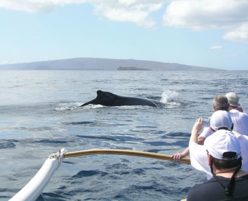 West Maui Canoe Whale Watching