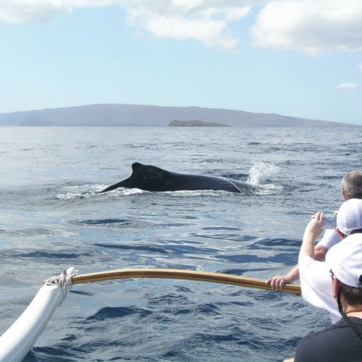 West Maui Canoe Whale Watching